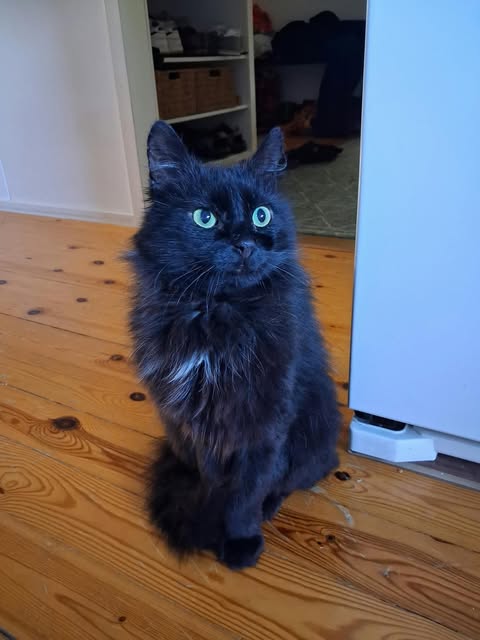Mörkö
