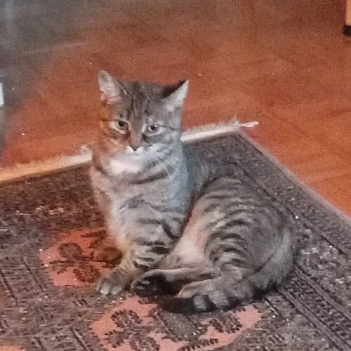 Tyyne, Kerava (varattu)