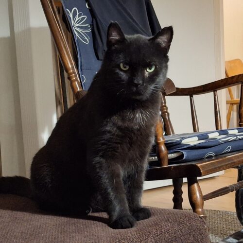 Pantera, Jyväskylä