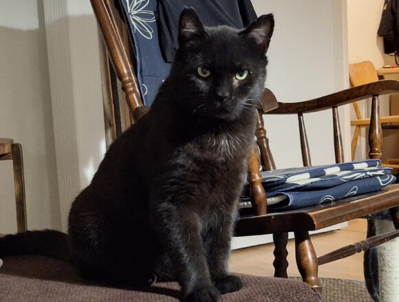 Pantera, Jyväskylä