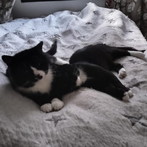 Magnesium ja Arvo, Rajamäki