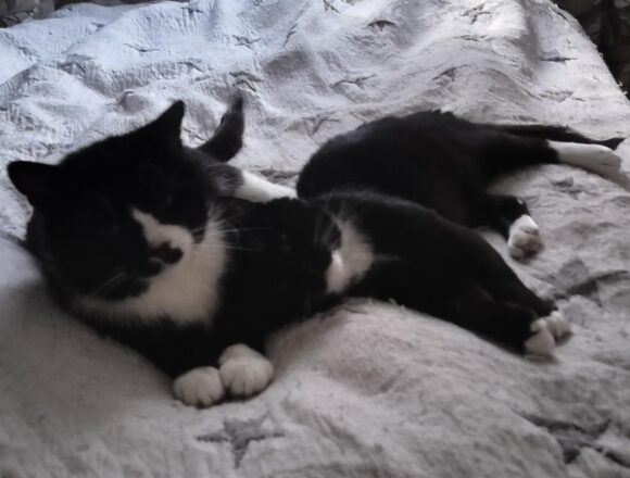 Magnesium ja Arvo, Rajamäki