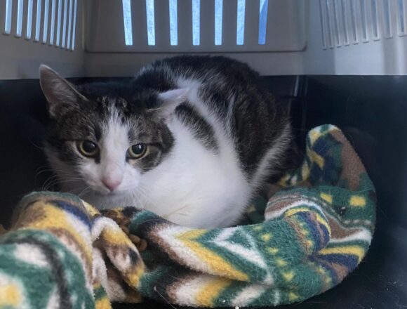 Lätkis, Kangasala (varattu)