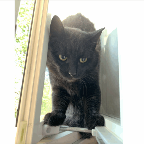 King Kong, Kangasala (varattu)