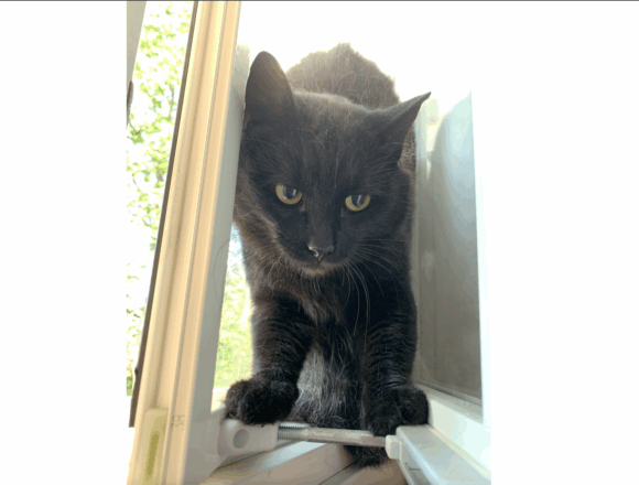 King Kong, Kangasala (varattu)