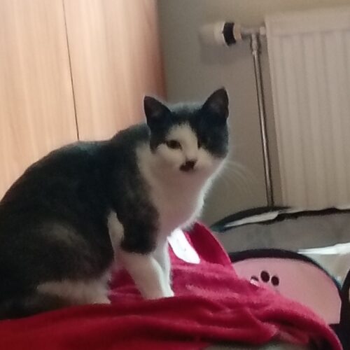 Kaino, Kerava (varattu)