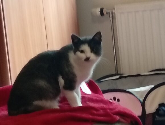 Kaino, Kerava (varattu)