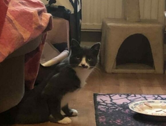 Vieno, Kerava (varattu)