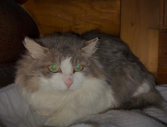 Severi, Jämsänkoski (VARATTU)