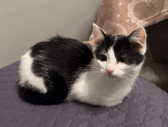 Fiona, Jämsä (varattu)