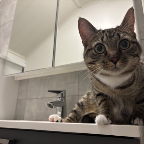 Urho, Lempäälä (varattu)