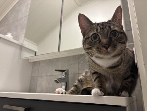 Urho, Lempäälä (varattu)