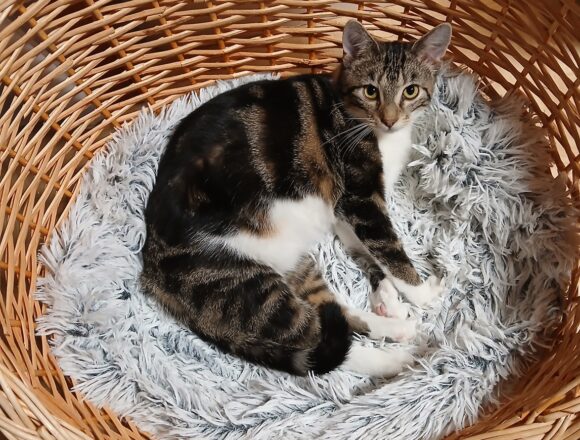 Luke2_6566 Luke, Jyväskylä