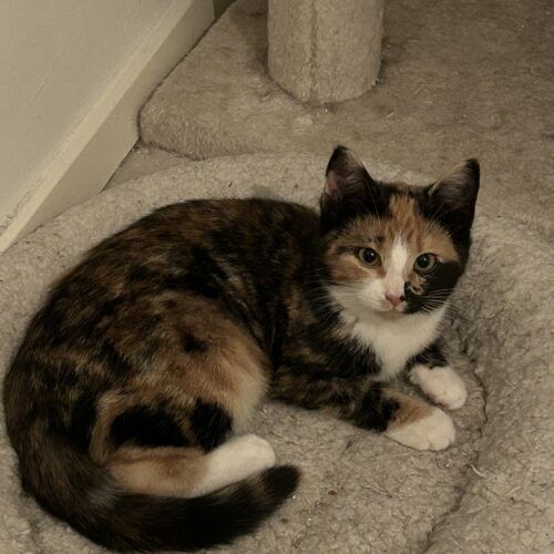 Epsilon, Jyväskylä