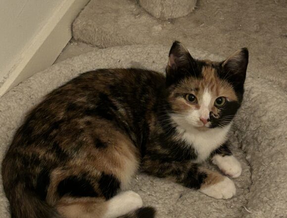 Epsilon, Jyväskylä