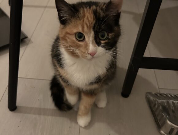 Delta, Jyväskylä (ei enempää hakemuksia)