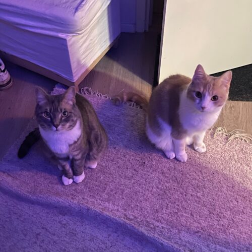 Hattara ja Harmuli, Helsinki