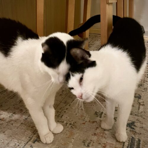 Hosuli ja Muumuu, Helsinki (varattu)