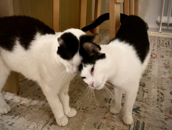 Hosuli ja Muumuu, Helsinki (varattu)