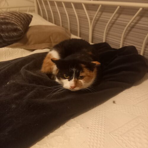 Hertta, Jämsänkoski