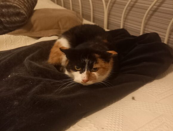 Hertta, Jämsänkoski