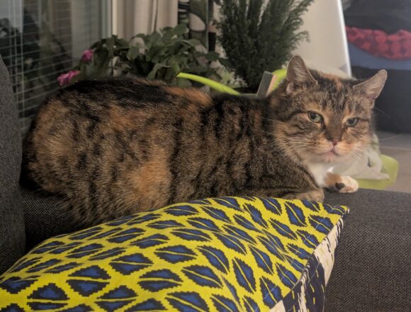 PXL_20260104_191538031 Kaneli, Jyväskylä