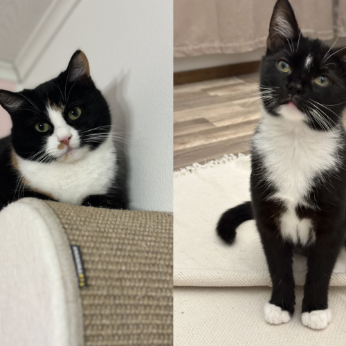 Jekku ja Punkku, Mäntsälä