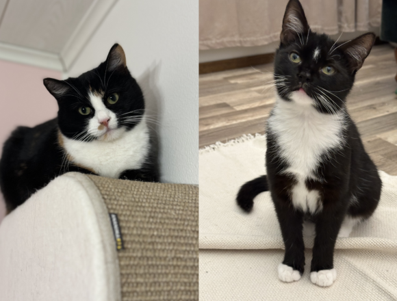 Jekku ja Punkku, Mäntsälä