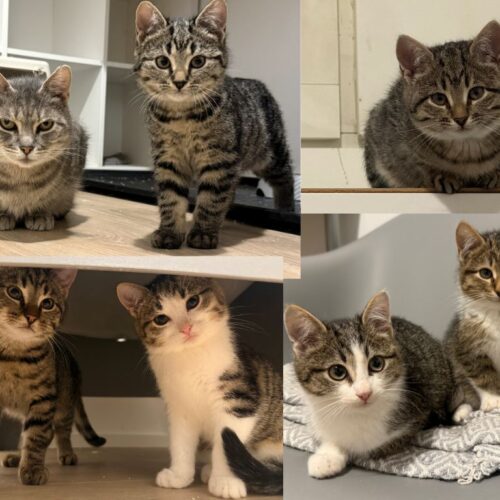 Joyce ja hänen 6 pentuaan, Espoo (pennut varattu)