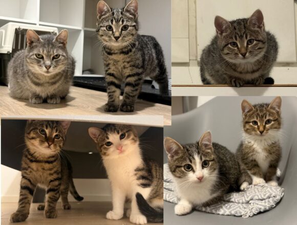 Joyce ja hänen 6 pentuaan, Espoo (pennut varattu)