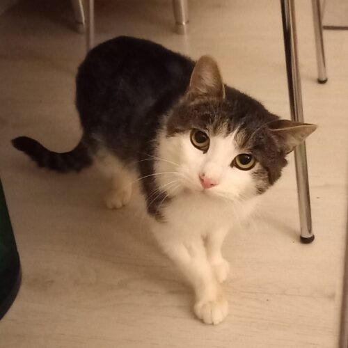 Aarni, Jämsänkoski