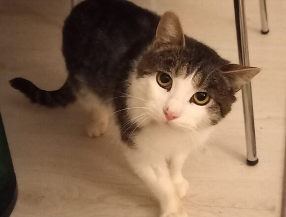 20260201_172950 Aarni, Jämsänkoski