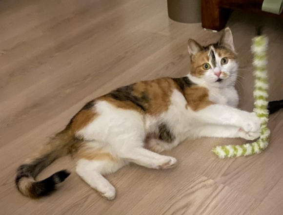 CleanShot 2026-02-05 at 16.18.16 Margariitta, Vantaa