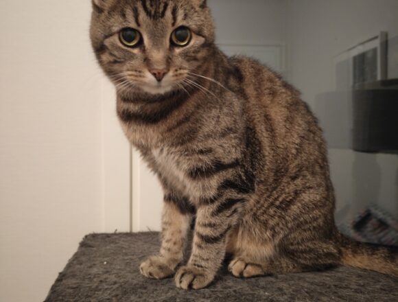 oplus_32 Tommi, Vantaa