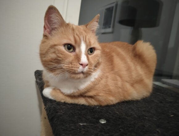 oplus_0 Rosie, Vantaa