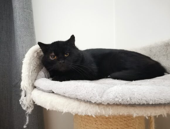 IMG_20260205_122248 Salmari, Mäntsälä