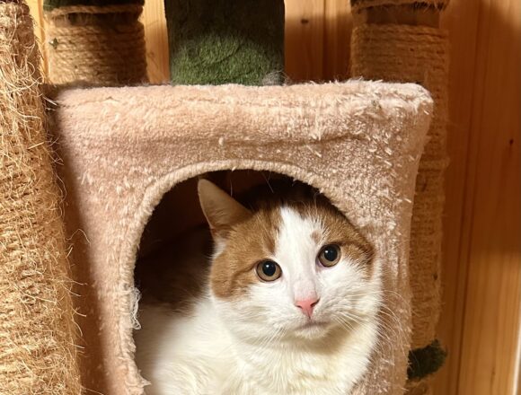 IMG_3607 Galliano, Tampere