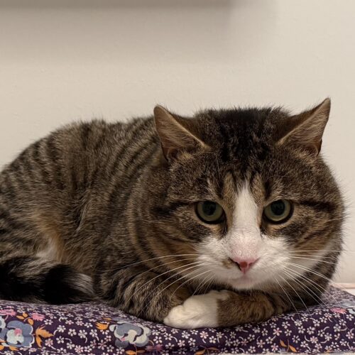 Jack Daniels, Rajamäki