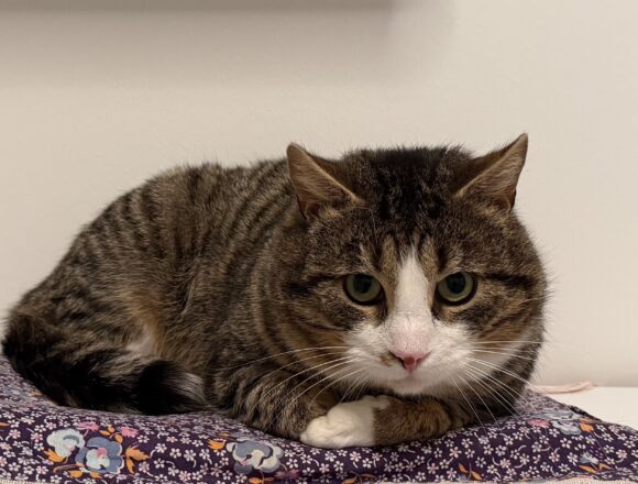 IMG_5673 Jack Daniels, Helsinki