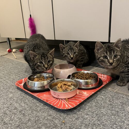 Nessu, Nova ja Nipsu, Lempäälä (varattu)