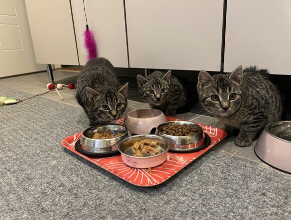 IMG_7859 Nessu, Nova ja Nipsu, Lempäälä