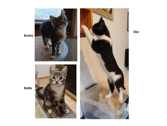 Millin_pennut Sisu, Ruska ja Raita, Jyväskylä