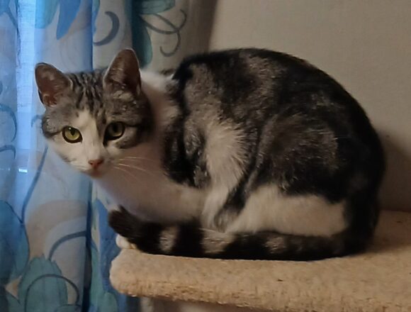 Padme1 Padme, Jyväskylä