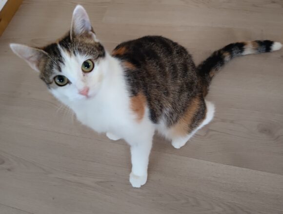 UUSI_KANSI_lenukka4 Leena, Vantaa (VARATTU)