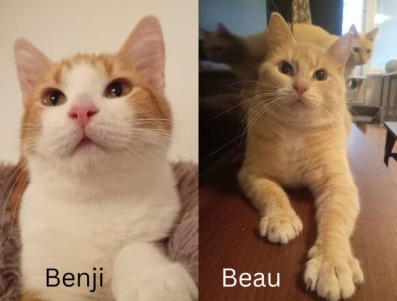 benjibeau_paakuva Benji ja Beau, Helsinki