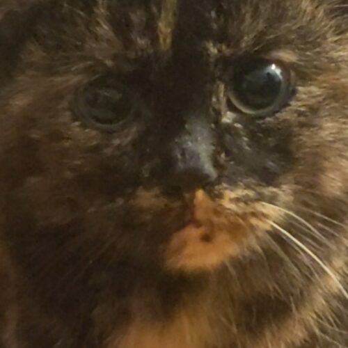 Johanna Samuliina, Kerava