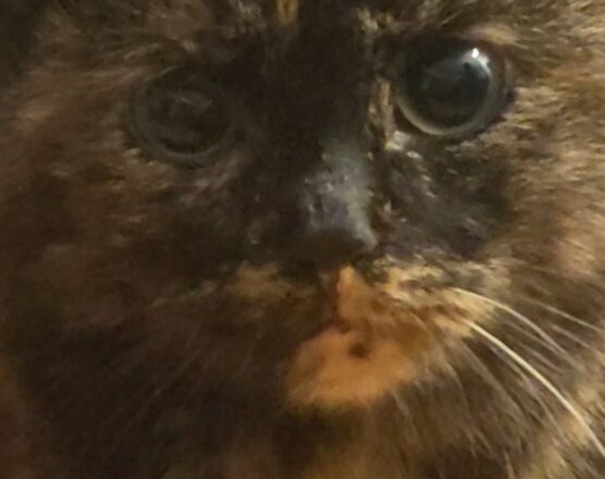 johanna3 Johanna Samuliina, Kerava