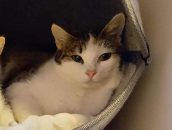 leena kansikuva Leena, Vantaa