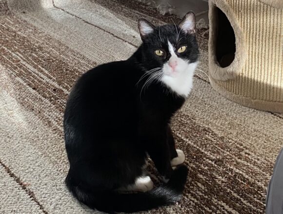 maukow_UUSI_KANSI Maukow, Vantaa (VARATTU)