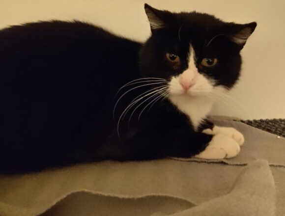 maukow_kansikuva Maukow, Vantaa